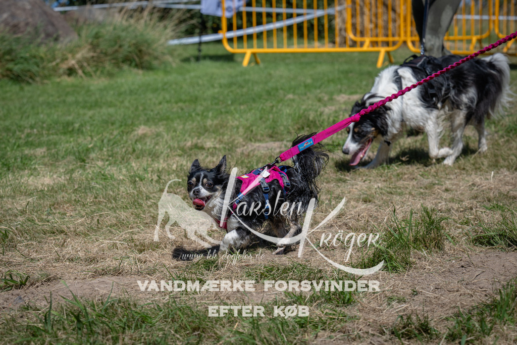 1301_ZZ97869 | kk-dogfotos