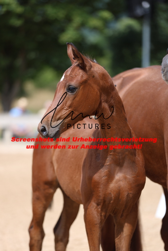 Fohlenschau_Schwäbisch_Hall_dressurbetonte_Fohlen_KN 6_21 | lmwpictures - Realisiert mit Pictrs.com