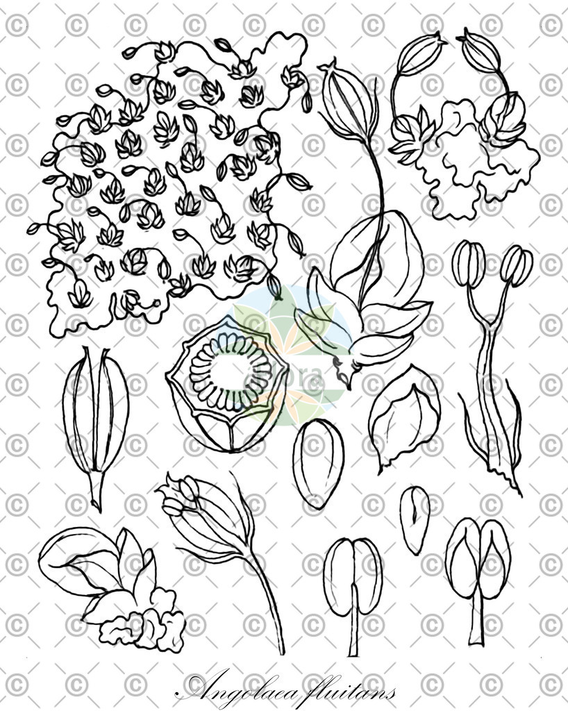 HistAbb_wfo-0000536542_575_ENZY_Simple | Historische Abbildung von Angolaea fluitans - Podostemaceae | Historical Illustration of Angolaea fluitans - Podostemaceae