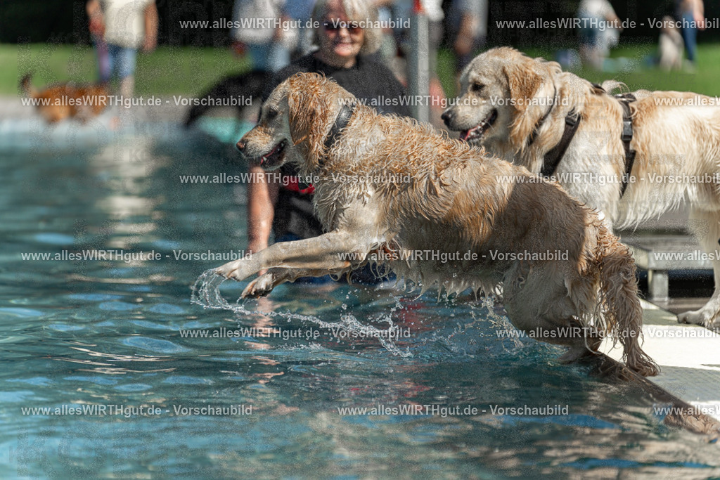 Hundeschwimmen_Volksbad_2026-allesWIRTHgut_Tierfotografie-2609061215-112511-7R509961 | Professionelle Tierfotografie in Mönchengladbach von Daniel Wirth (allesWIRTHgut). Liebevolle & natürliche Bilder von Hunden & Katzen für unvergessliche Erinnerungen.