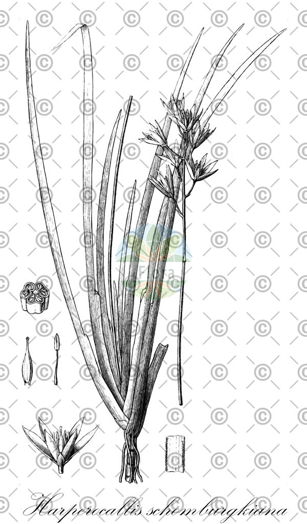 HistAbb_wfo-0000715826_1_ENZY_Simple | Historische Abbildung von Harperocallis schomburgkiana - Tofieldiaceae | Historical Illustration of Harperocallis schomburgkiana - Tofieldiaceae