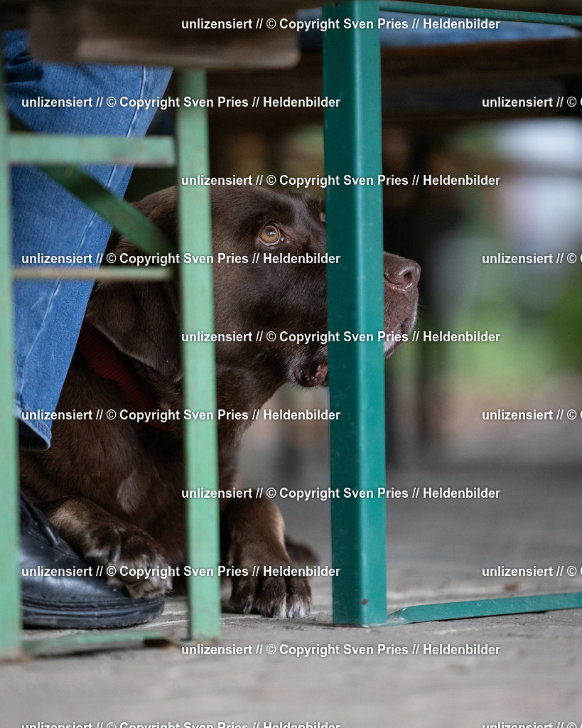 Sven Pries | 2024-10-19 - Hunderennen Ober-Grombach Schutzhunde - Realisiert mit Pictrs.com