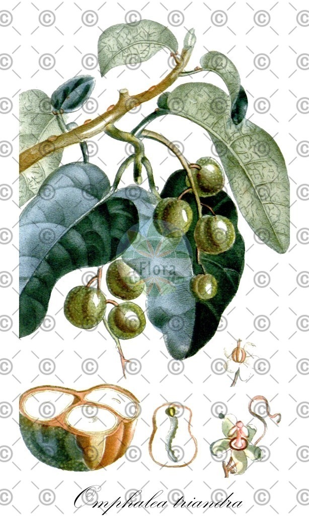 HistAbb_wfo-0000255616_2_ENZY_Simple | Historische Abbildung von Omphalea triandra - Euphorbiaceae | Historical Illustration of Omphalea triandra - Euphorbiaceae