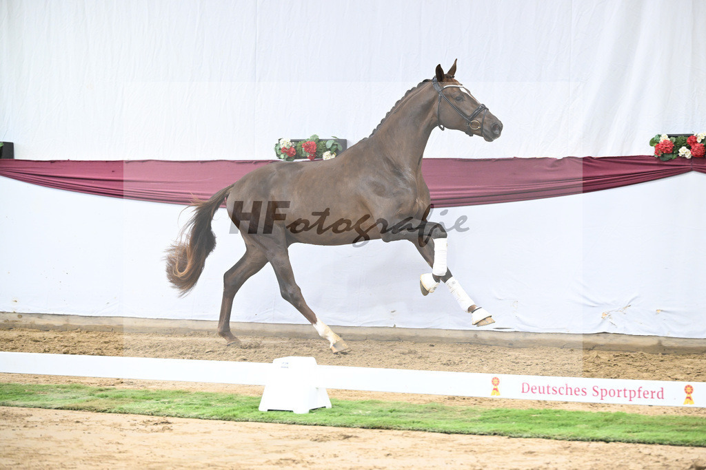 Kat-Nr. 15 Vitalis x Rock Forever I_Christoph Kuehnle_47250389 | hf-fotografie - Realisiert mit Pictrs.com