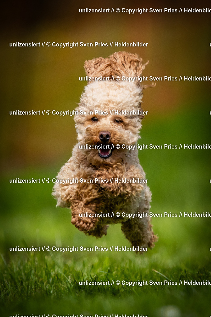 Sven Pries | 2025-04-13 - Hunderennen Baden-Baden - Realisiert mit Pictrs.com