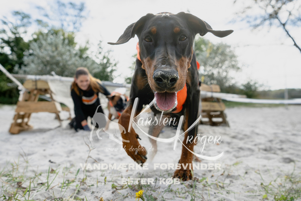 1305_ZZ94732 | kk-dogfotos