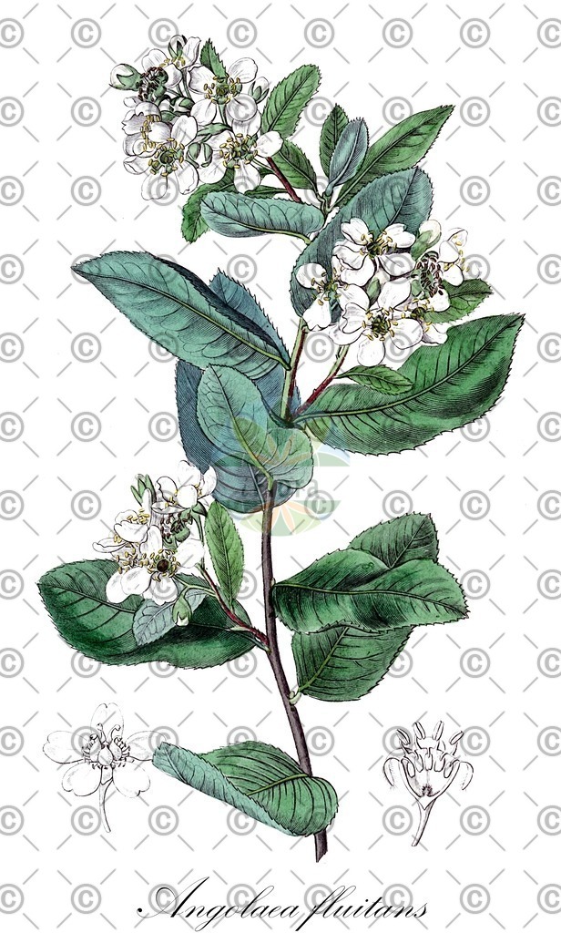 HistAbb_wfo-0000536542_104_ENZY_Simple | Historische Abbildung von Angolaea fluitans - Podostemaceae | Historical Illustration of Angolaea fluitans - Podostemaceae