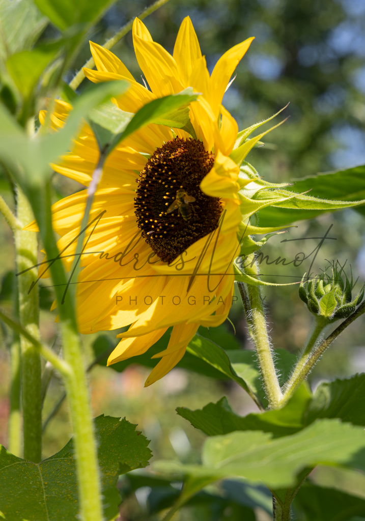 Sonnenblume im Garten | Andreas Namnot Fotografie, ein Leben in Bildern - Realisiert mit Pictrs.com