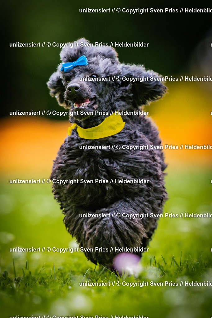 Sven Pries | 2025-05-29 - Pudelrennen KA-Durlach - Realisiert mit Pictrs.com