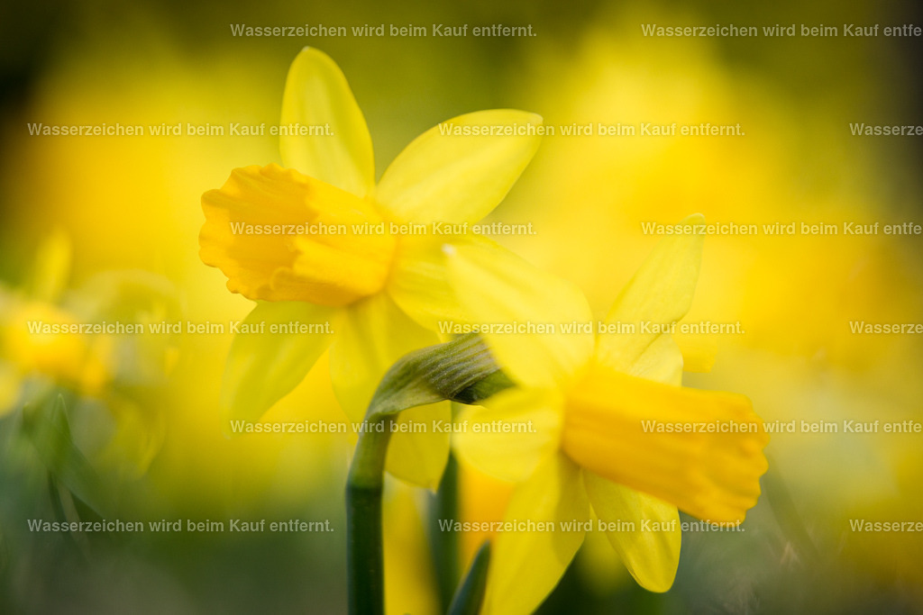 Glücksdusche | Die Botschaft zum Bild lautet: In diesem Bild werden die starken Energien, wie ein Sturm losgelassen durch dein System und nehmen negative Energien mit. Du wirst fühlen, wie sich eine wohlige Wärme in deinem Bauch ausbreitet. Ein wundervolles Glücksgefühl.