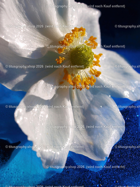 titusgraphy_P9080880-vz-ln | titusgraphy-shop: Geschenkideen mit Qualitätsfotos. titusgraphy-shop: gift ideas with quality photos. titusgraphy-shop: idées cadeaux avec photos de qualité.  - Realisiert mit Pictrs.com