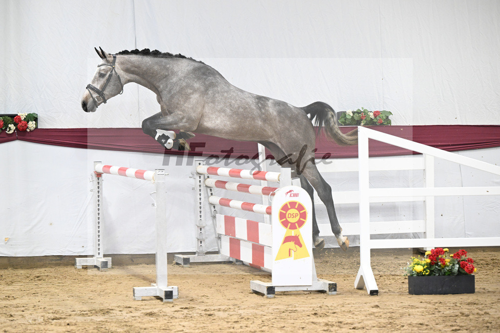 Kat-Nr. 76 Emerald van het Ruytershof x Clarimo_Vogel u Will Equestrian GmbH_47252699 | hf-fotografie - Realisiert mit Pictrs.com