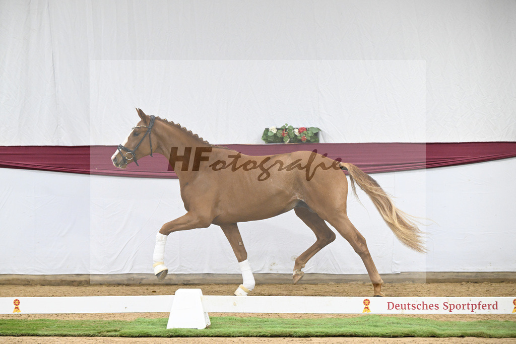 Kat-Nr. 119 Iron x Quaterback_Jakob u Martina Reglauer_47253989 | hf-fotografie - Realisiert mit Pictrs.com