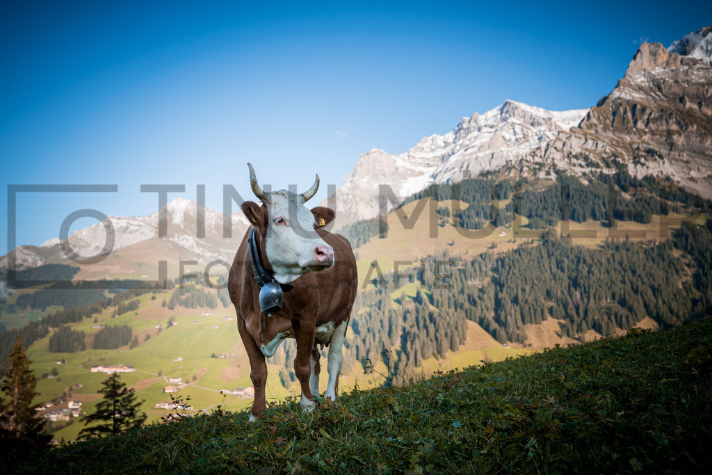 DSC02742 | Tinu Müller Fotografie- Bildershop - Realisiert mit Pictrs.com