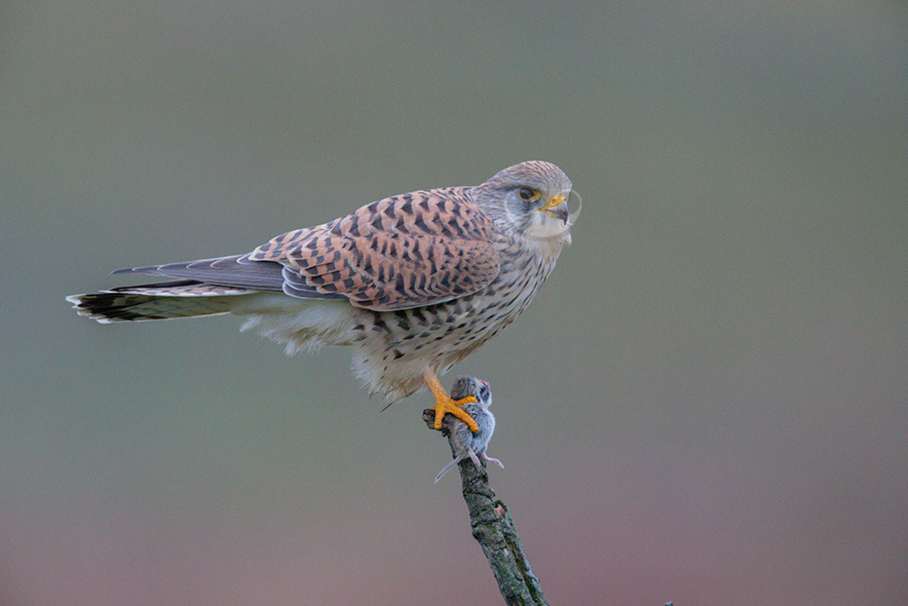 20200111-663A6894 | Der Turmfalke ist der am häufigsten vorkommende Falke Mitteleuropas. Der Öffentlichkeit ist er relativ vertraut, da er sich auch Städte und Stadträume als Lebensraum erobert hat und öfter beim „Rüttelflug“ zu beobachten ist.  - Realisiert mit Pictrs.com