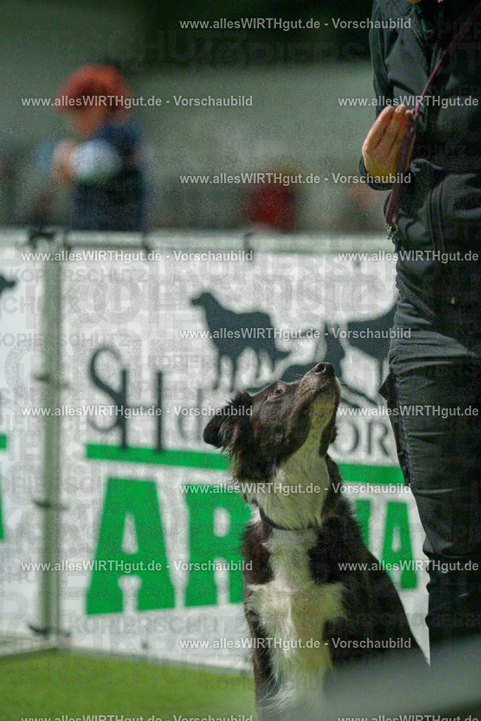7R507261 | Professionelle Tierfotografie in Mönchengladbach von Daniel Wirth (allesWIRTHgut). Liebevolle & natürliche Bilder von Hunden & Katzen für unvergessliche Erinnerungen.