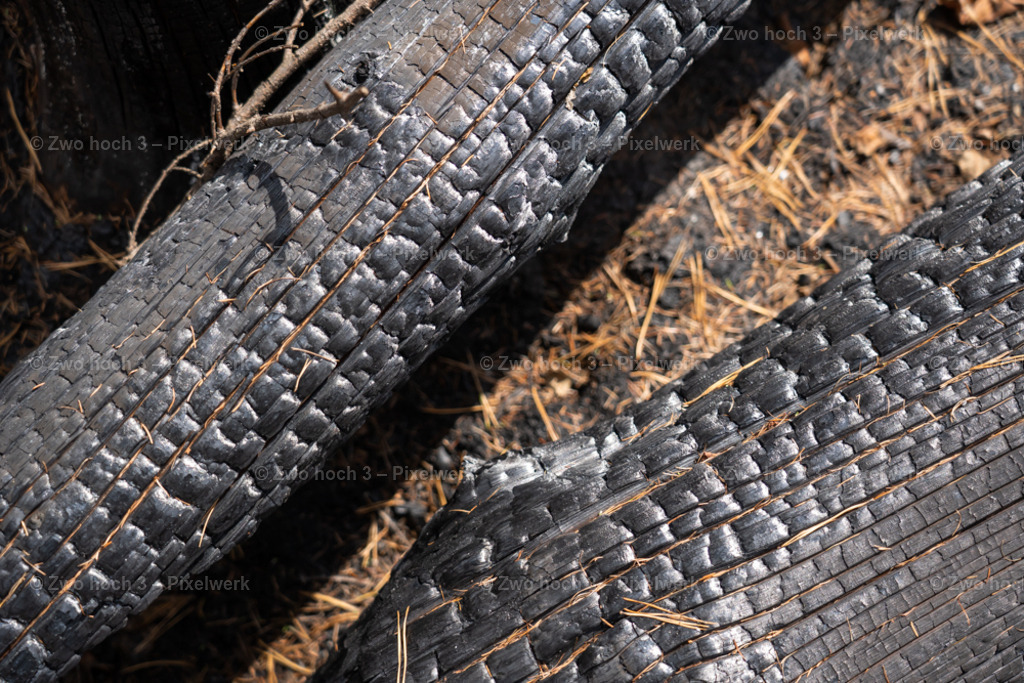 Fremdenweg_nahe_Katzenstein_Waldbrand_Baumstamm_Struktur | 2022-08-30_Waldbrandgebiete_1 - Realisiert mit Pictrs.com