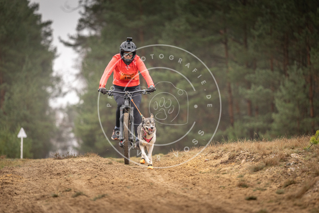 Pfotenfotografie_DV3A3696 | Hundefotografie, Tierfotograf, Pfotenfotografie, Fotoshooting Hund, Hunde Portrait, Hundesport, Hundeportraits, Heideshooting, Hunde, Sportfotograf, Hundefotograf, Turnierhundsport, THS,  - Realisiert mit Pictrs.com