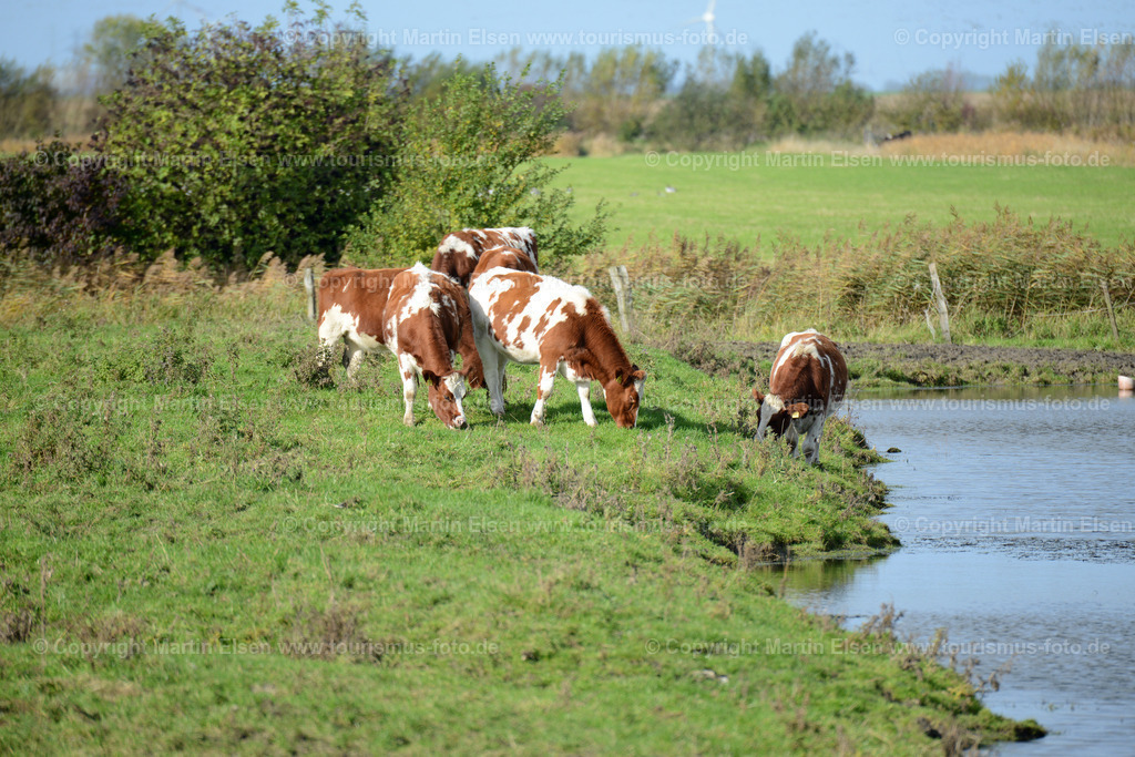 Freiburg Kühe_ELS_4588 | Freiburg an der Elbe - Aufnahmedatum: 25.10.2015, Aufnahmehöhe:  m, Koordinaten:  - , Bildgröße: 7360 x  4912 Pixel - Copyright 2015 by Martin Elsen, Kontakt: Tel.: +49 157 74581206, E-Mail: info@schoenes-foto.deSchlagwörter:Vogelkieker,Bus,Kinder,Vogel,Vögel,Gänse,Nonnengänse,Wildgänse,Zugvögel,Außendeich,KVG,Natur,Wildganstage, Foto - Realisiert mit Pictrs.com