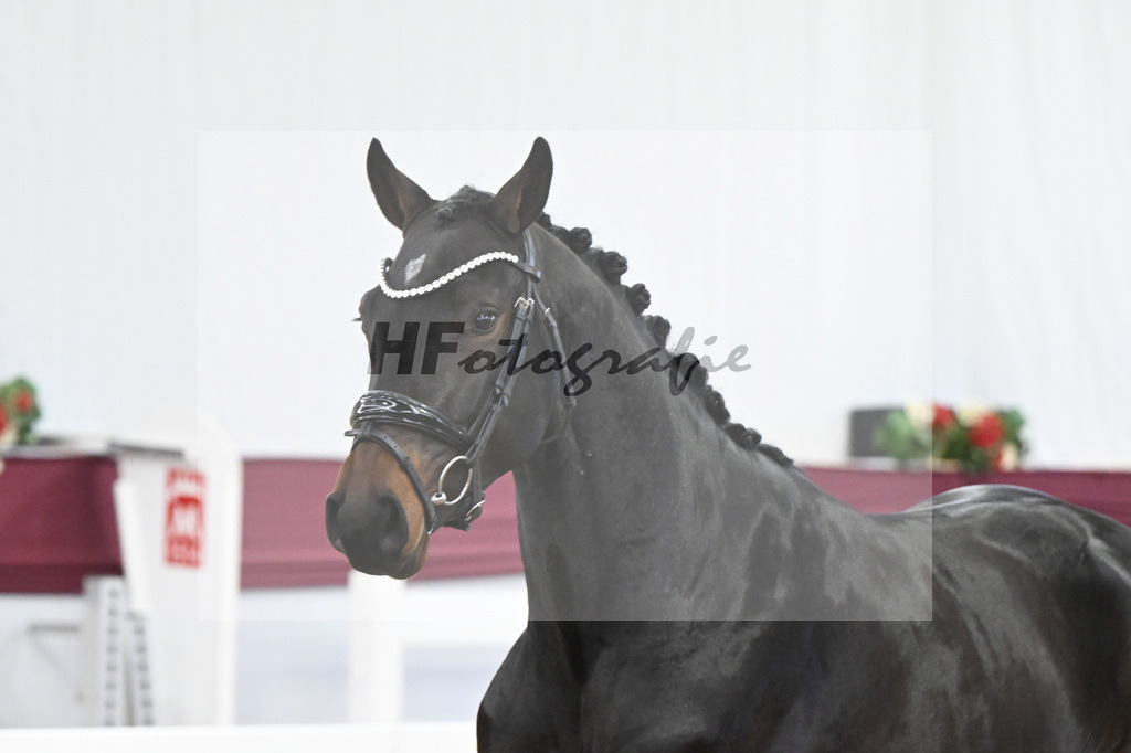 Kat-Nr. 85 Heartbreaker x Diarado_Juergen Laue_47252863 | hf-fotografie - Realisiert mit Pictrs.com