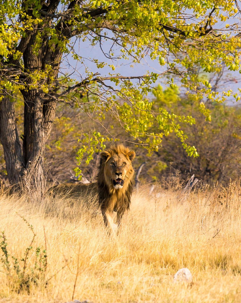 lion king is approaching | a impressive male lion at an Elephant Kill in Etosha National Park - Realisiert mit Pictrs.com