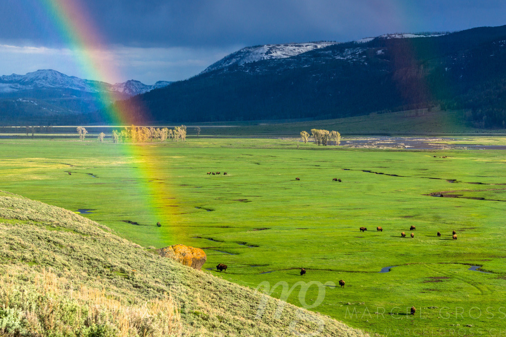 lush buffalo paradise | evening scene at Lower Geyser Basin,  in Yellowstone Nationalpark, Wyoming - Realisiert mit Pictrs.com