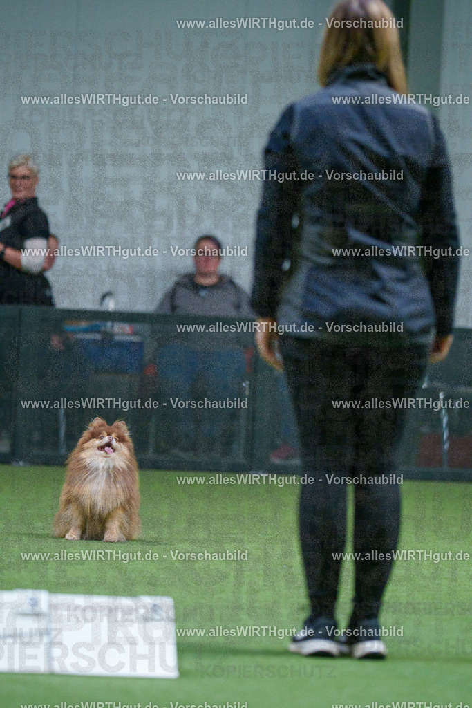 7R501789 | Professionelle Tierfotografie in Mönchengladbach von Daniel Wirth (allesWIRTHgut). Liebevolle & natürliche Bilder von Hunden & Katzen für unvergessliche Erinnerungen.