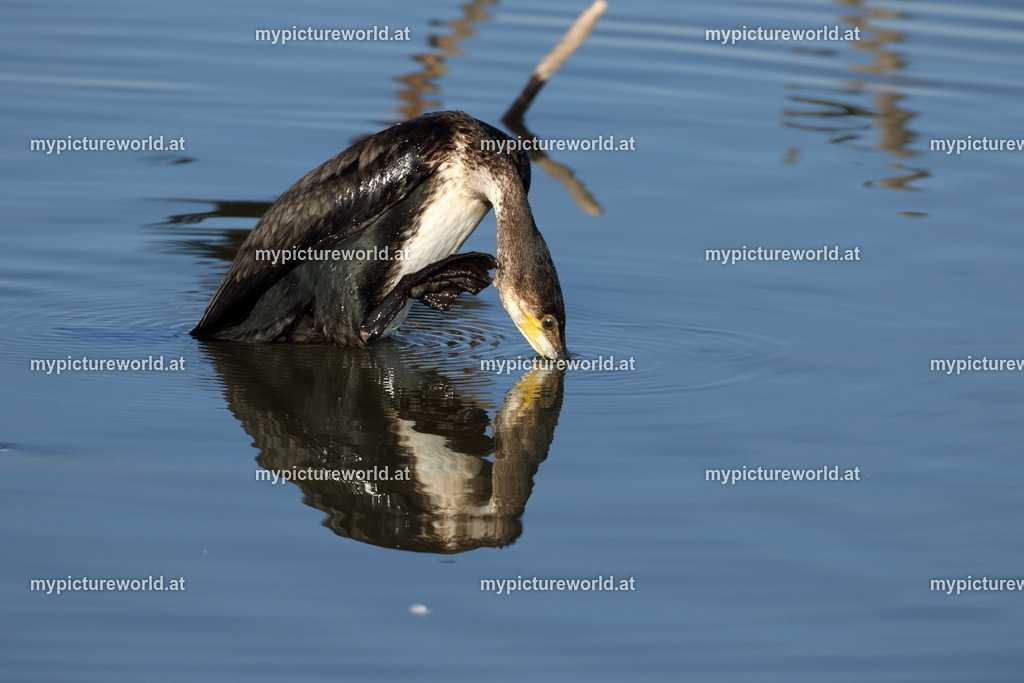 Kormoran-129 | Das Bilderarchiv über Tiere, Planzen und Landschaften. In der Bilddatenbank finden Sie ein große Auswahl an hochwertigen Bilder für Ihre Werbung - Realisiert mit Pictrs.com