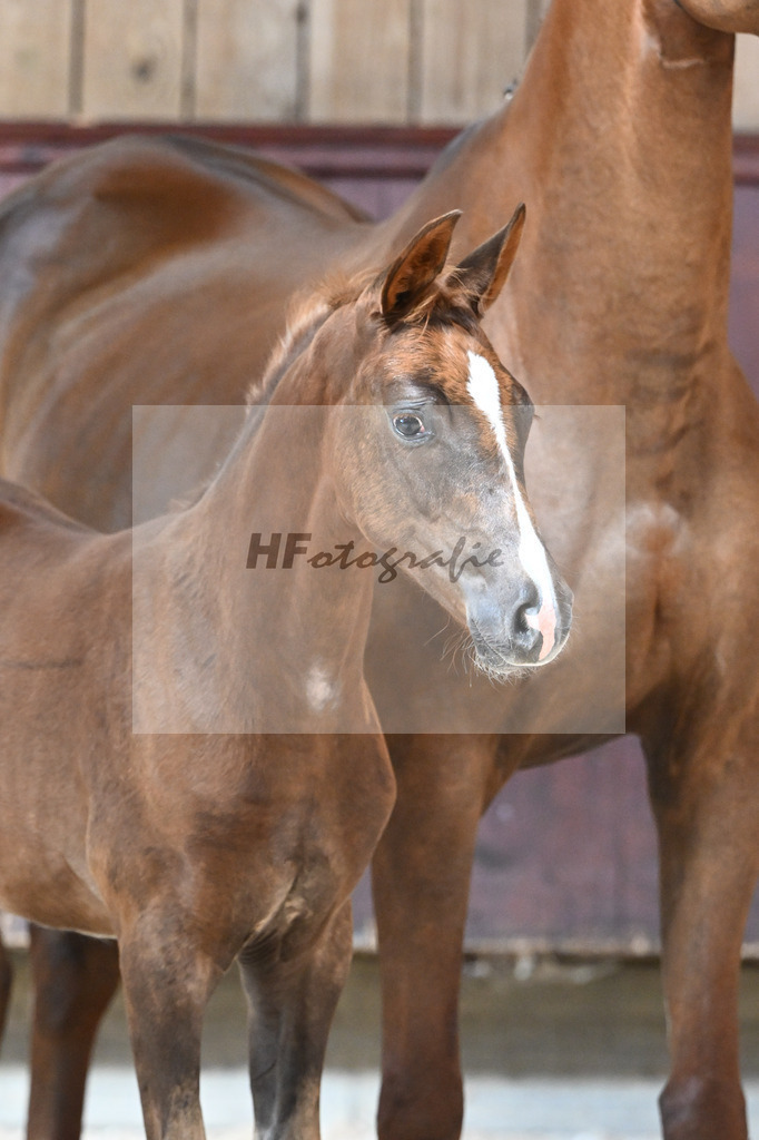 Kat-Nr. 22 SF Succession x Franziskus_Seiler_32240412 | hf-fotografie - Realisiert mit Pictrs.com
