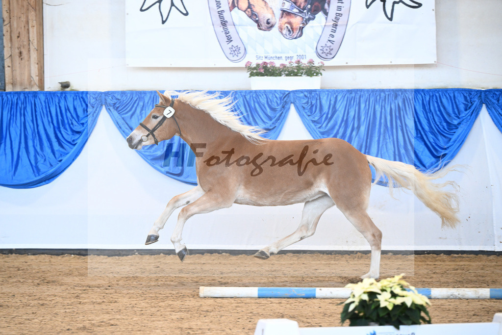 Bl. Band Kat-Nr. 7 Giia BE v. Amazing Star van Beauvoor_Edelmann_48241117 | hf-fotografie - Realisiert mit Pictrs.com