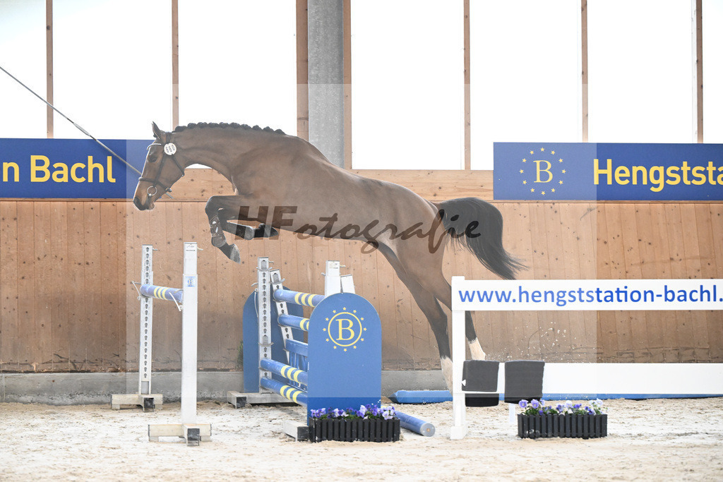 Kat-Nr. 99 Gschloessls Que Sera v. Vingino_Schmid-Gschloessl_7240129 | hf-fotografie - Realisiert mit Pictrs.com