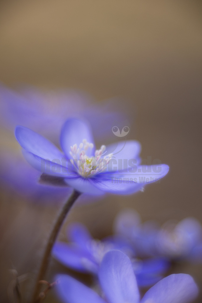 20220312114059 | Das Leberblümchen (Hepatica nobilis) ist ein typischer Frühlingbote. Im März, wenn Brauntöne noch das Bild des Waldes beherrschen, sind die zarten blauvioletten Blüten am Waldboden das erste Zeichen des einsetzenden Frühlings. Die hübschen Pflanzen nutzen die Zeit, bevor die Blätter der Bäume austreiben und ihnen das Licht rauben. Die Lebensdauer der Blüten beträgt etwa acht Tage. Mitte April ist ihre Blütezeit bereits abgeschlossen. - Realisiert mit Pictrs.com