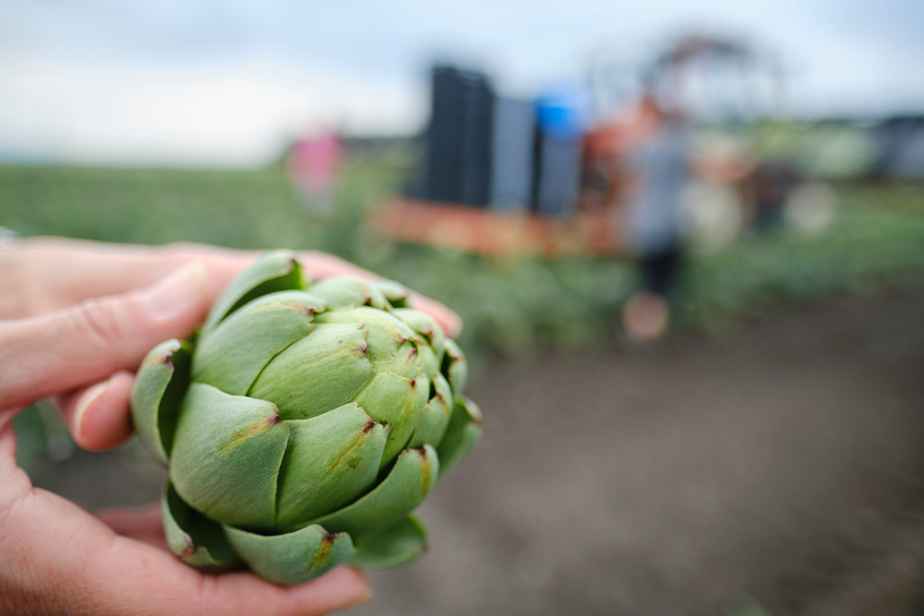 Theuringer Artischocken | Raasdorf, Austria - August 17, 2020; Theuringer Artischocken-Ernte im Marchfeld. - Realisiert mit Pictrs.com
