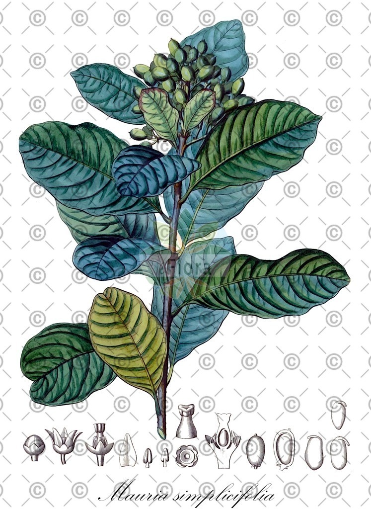 HistAbb_wfo-0000238075_3_ENZY_Simple | Historische Abbildung von Mauria simplicifolia - Anacardiaceae | Historical Illustration of Mauria simplicifolia - Anacardiaceae