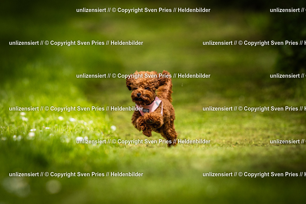 Sven Pries | 2025-04-13 - Hunderennen Baden-Baden - Realisiert mit Pictrs.com