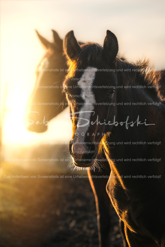 06.11.2025_DSCF3866 | Exklusive Naturfotografie für stilvolle Wanddekoration ★ Premium Wandbilder Made in Germany ✔️ FineArt Drucke & Downloads ✔️ Brillante Farben, höchste Qualität & weltweiter Versand ✔️ - Realisiert mit Pictrs.com