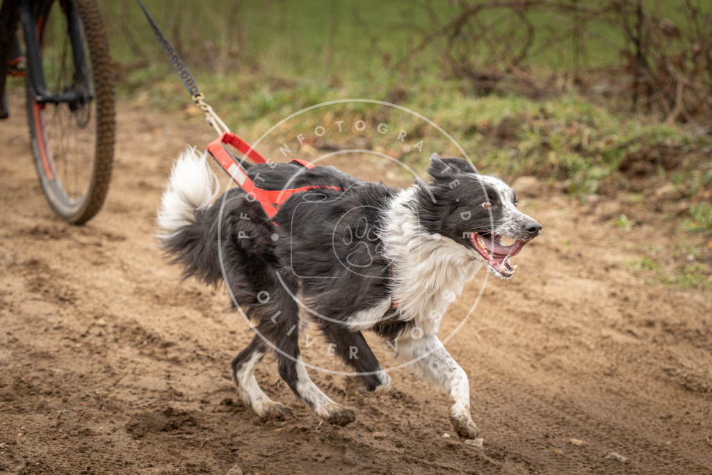 DV3A1131 | Hundefotografie, Tierfotograf, Pfotenfotografie, Fotoshooting Hund, Hunde Portrait, Hundesport, Hundeportraits, Heideshooting, Hunde, Sportfotograf, Hundefotograf, Turnierhundsport, THS,  - Realisiert mit Pictrs.com