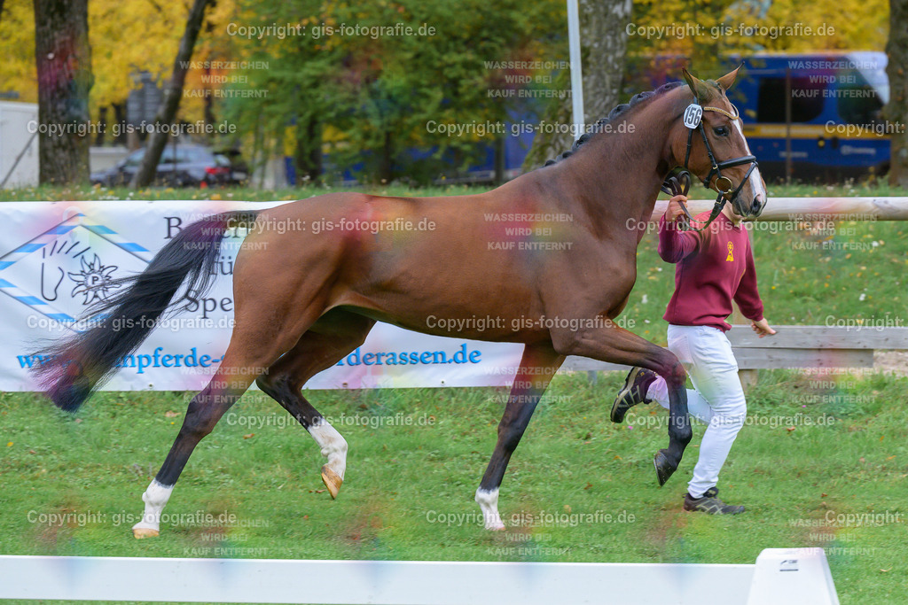 156_Welfenblüte_v.Franz-Joseph-Junior_Schindele_251018_05_gis | gis-fotografie