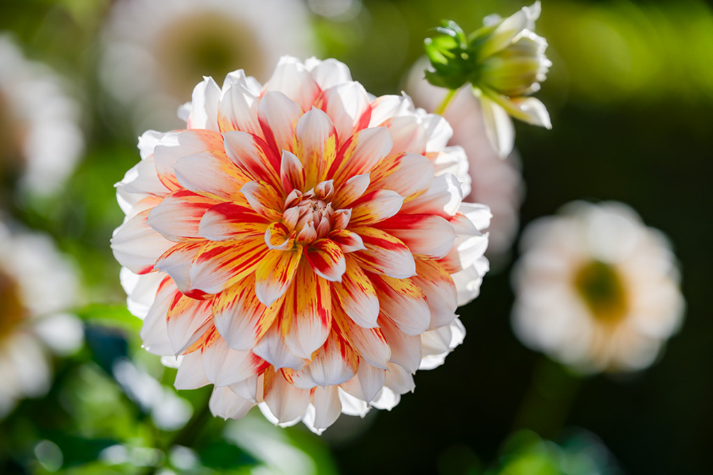 Seerosen Dahlie Hollyhill Snowfire | Ein Dreiklang aus weiß, gelb und rot, die wunderschöne Seerosen Dahlie „Hollyhill Snowfire“. Sie wirkt wie eine Schneeflocke, die vom Morgenlicht gestreift wird. — Original-Größe des Bildes: 8256 x 5504 px. - Realisiert mit Pictrs.com