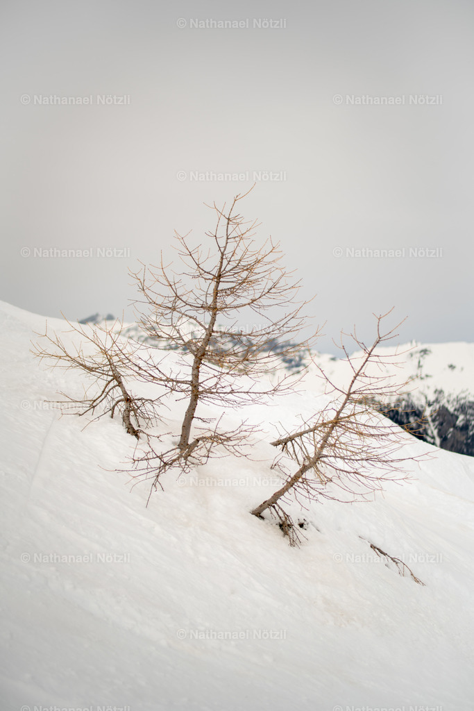 _DSC3405 | Nathanael Nötzli - Realisiert mit Pictrs.com