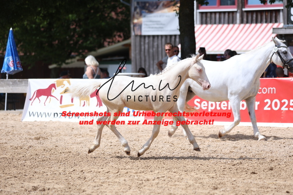 Fohlenschau_Schwäbisch_Hall_Ponys_KN 41_9 | lmwpictures - Realisiert mit Pictrs.com