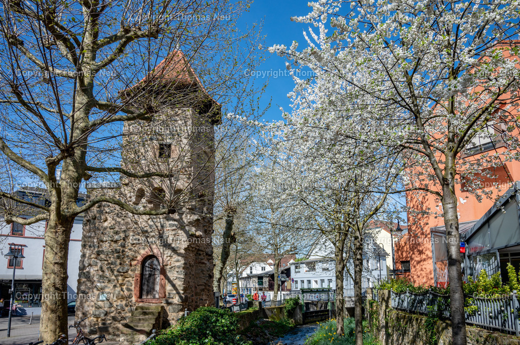 rinnentorturm-bensheim-fruehling-blueten-bergstrasse-Fotografie-Thomas_Neu.jpg-18 | Das Rinnentor in Bensheim, ein Wahrzeichen der Stadt, /Wikipedia: Der Rinnentorturm ist ein Rest der mittelalterlichen Stadtbefestigungsanlage, die im 13. und 14. Jahrhundert zur Sicherung der Stadt Bensheim errichtet wurde. Das Rinnentor, so wird heute vermutet, sollte den westlichen Abfluss der Lauter aus der Stadt heraus sichern. Ursprünglich bestand das Rinnentor aus einem mittleren Baukörper mit hohen Korbbogenöffnungen sowie Schlüsselscharten in der westlichen Mauer des Wehrganges. Im Norden fügte sich der heutige Rinnentorturm an, weiter südlich der Sicherungsbau. In der ersten Hälfte des 18. Jahrhunderts wurde die Lauter nach Norden verlegt und die südliche Stadtmauer abgebrochen, um einen westlichen Stadtausgang zu schaffen. 1885 wurde dann dieses Stadttor auf Betreiben einiger Bürger bis auf den heutigen Rinnentorturm abgebrochen. Als Gründe wurden verkehrstechnische Probleme (eine zu enge Durchfahrt für Kutschen) sowie eine angebliche Baufälligkeit angeführt. Die Stadt Bensheim gab damit eines ihrer Wahrzeichen auf. Ein Verlust, den man bald realisierte und der noch heute im Bewusstsein vieler Bensheimer Bürger vorhanden ist.[1],Bild: Thomas Neu