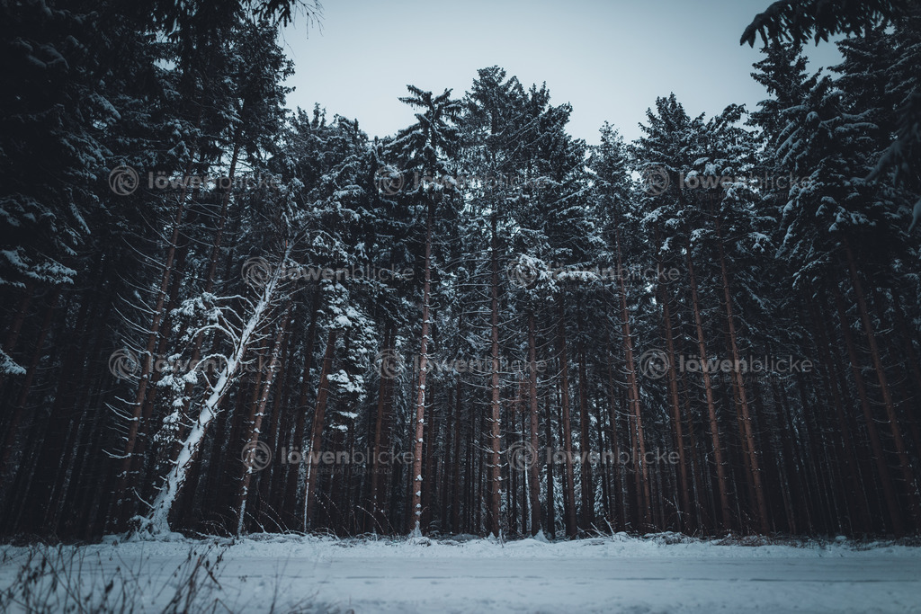 Waldweg im Albuch bei Bartholomä im Winter | löwenblicke | shop