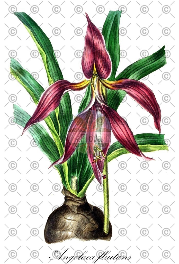 HistAbb_wfo-0000536542_10_ENZY_Simple | Historische Abbildung von Angolaea fluitans - Podostemaceae | Historical Illustration of Angolaea fluitans - Podostemaceae