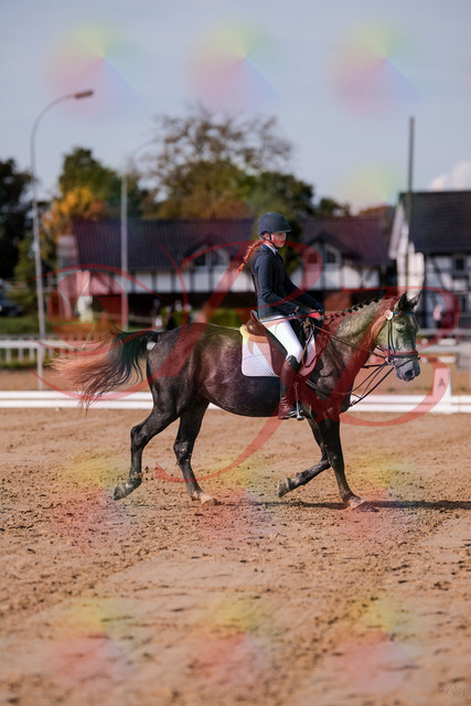 2026_10_03_Siefer-Hof_120333_Z81_05082649 | Professionelle Reitsport-, Turnier- und Eventfotografie von Robert Broda. Galerien mit ausgewählten und bearbeiteten Bildern direkt online ansehen und bestellen.