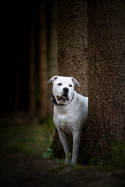 DSC_2726-Bearbeitet | Augenblicke kommen und gehen, Erinnerungen bleiben. Als Tierfotografin schaffe ich liebevolle Erinnerungen an unsere tierischen Familienmitglieder, ohne Stress und Druck.
Buchbar für den Raum München und Landkreis Dachau  - Realisiert mit Pictrs.com