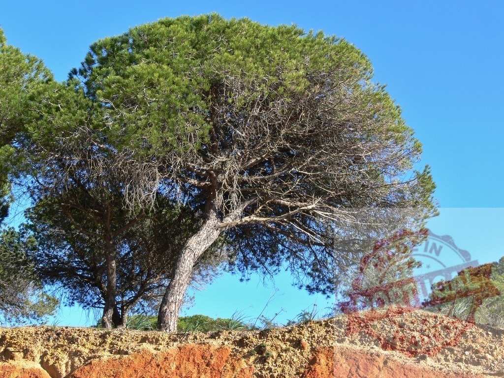 Stone pine tree on Mediterranean landscape with blue sky | Stone pine tree growing on red soil against a clear blue sky - Realized with Pictrs.com