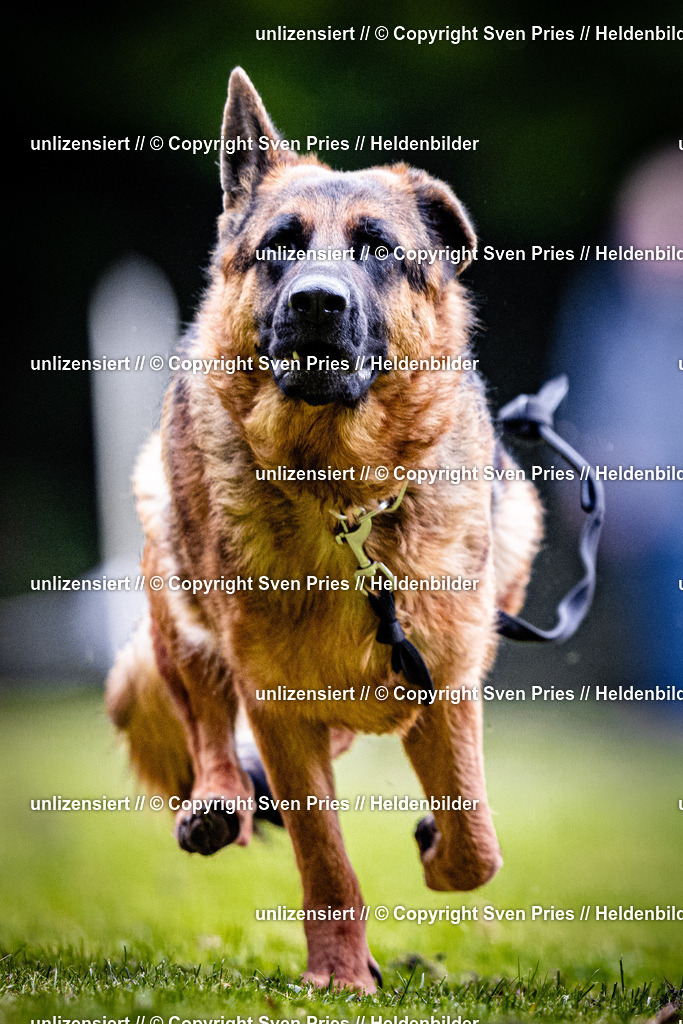 Sven Pries | 2025-10-03 - Hunderennen Obergrombach - Realisiert mit Pictrs.com