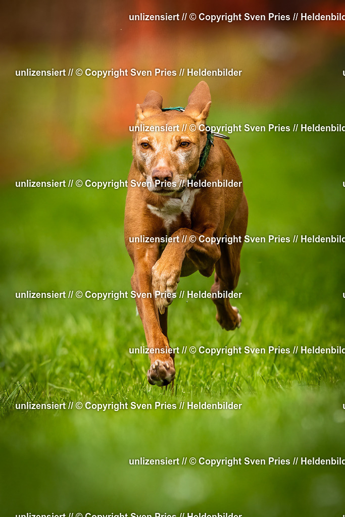 Sven Pries | 2025-04-13 - Hunderennen Baden-Baden - Realisiert mit Pictrs.com