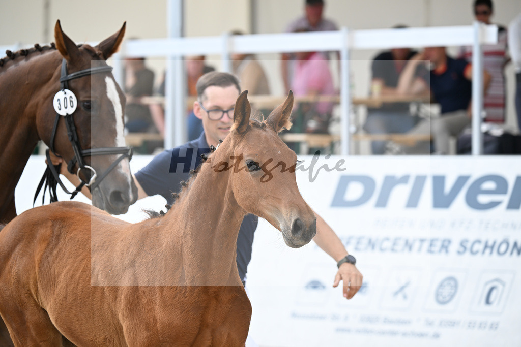 Kat-Nr. 306 Chatendro x Kannan_SF_Leuteritz_21250145 | hf-fotografie - Realizzato con Pictrs.com